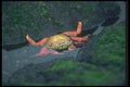 103050 Sally Lightfoot Crab Entering Water A4 Photo Print