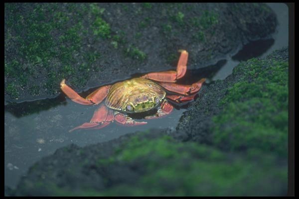 103050 Sally Lightfoot Crab Entering Water A4 Photo Print