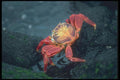 103051 Sally Lightfoot Crab A4 Photo Print