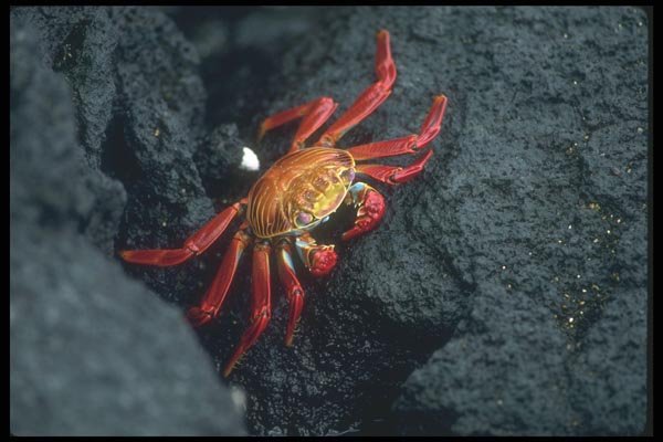 103052 Sally Lightfoot Crab A4 Photo Print