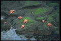 103053 Sally Lightfoot Crabs A4 Photo Print