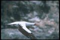 103054 Masked Booby In Flight A4 Photo Print