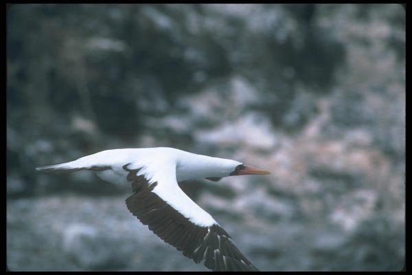 103054 Masked Booby In Flight A4 Photo Print