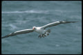 103055 Masked Booby Flying Over Water A4 Photo Print
