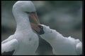103056 Masked Booby, Courtship A4 Photo Print