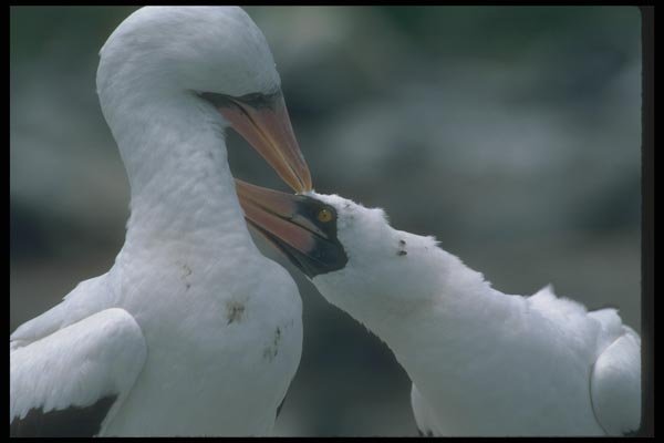 103056 Masked Booby, Courtship A4 Photo Print