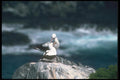103057 Masked Booby, Courtship A4 Photo Print