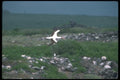 103058 Masked Booby In Flight Over Rookery A4 Photo Print