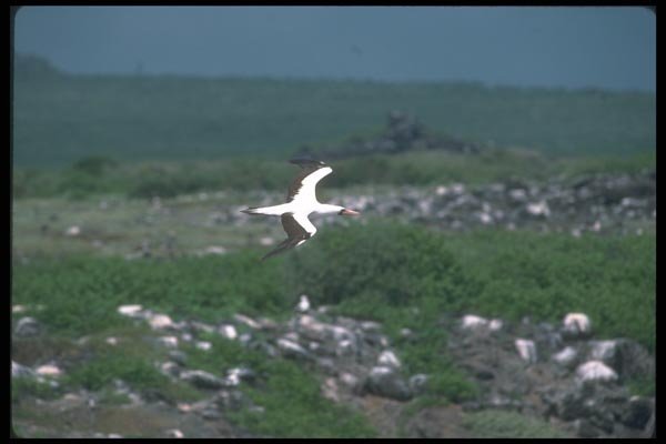 103058 Masked Booby In Flight Over Rookery A4 Photo Print