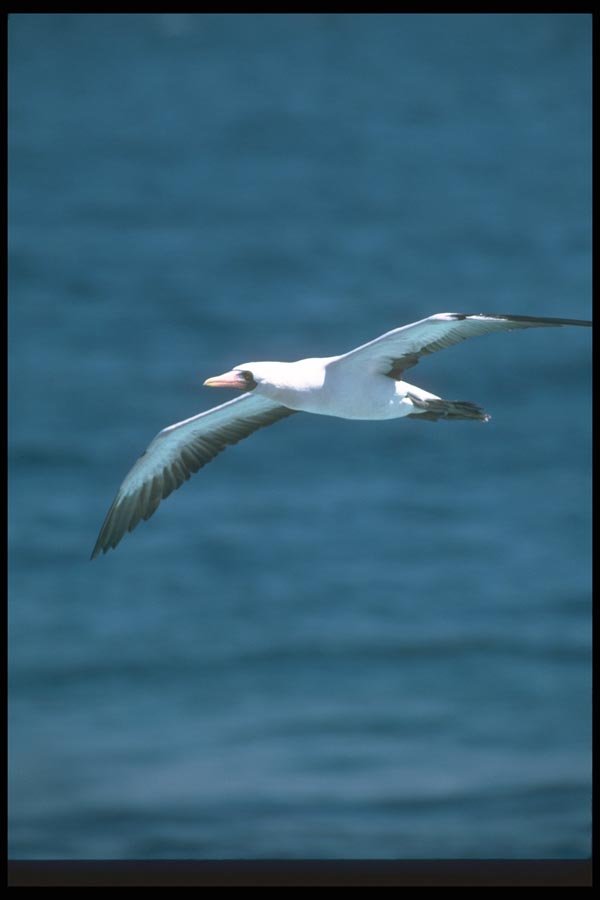 103059 Masked Booby In Flight A4 Photo Print