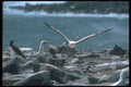 103060 Masked Booby Landing In Rookery A4 Photo Print