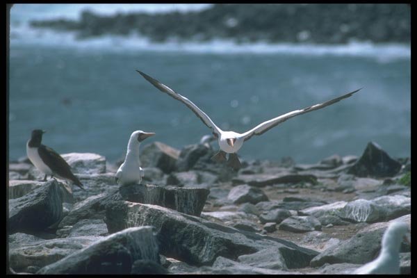 103060 Masked Booby Landing In Rookery A4 Photo Print