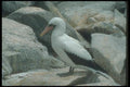 103061 Masked Booby On Rock A4 Photo Print
