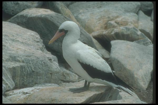 103061 Masked Booby On Rock A4 Photo Print