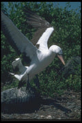 103062 Masked Booby Landing On Rocks A4 Photo Print