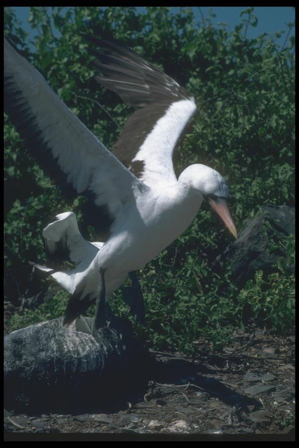 103062 Masked Booby Landing On Rocks A4 Photo Print