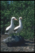103063 Masked Booby, Mated Pair A4 Photo Print