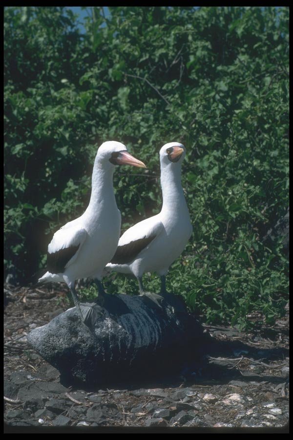 103063 Masked Booby, Mated Pair A4 Photo Print