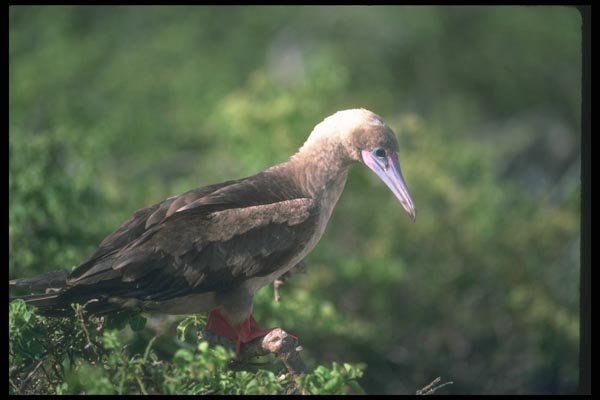 103064 Red Footed Booby Perched On Saltbush A4 Photo Print
