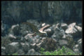 103065 Red Footed Booby Landing In Rookery A4 Photo Print
