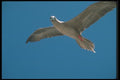 103066 Red Footed Booby In Flight A4 Photo Print