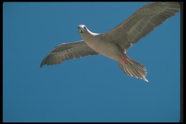 103066 Red Footed Booby In Flight A4 Photo Print