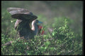 103067 Red Footed Booby On Saltbush A4 Photo Print