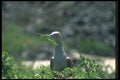 103068 Red Footed Booby Building Nest A4 Photo Print