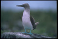 103069 Blue Footed Booby On Rock A4 Photo Print