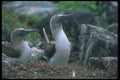 103070 Blue Footed Booby, Mated Pair A4 Photo Print