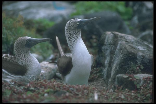 103070 Blue Footed Booby, Mated Pair A4 Photo Print