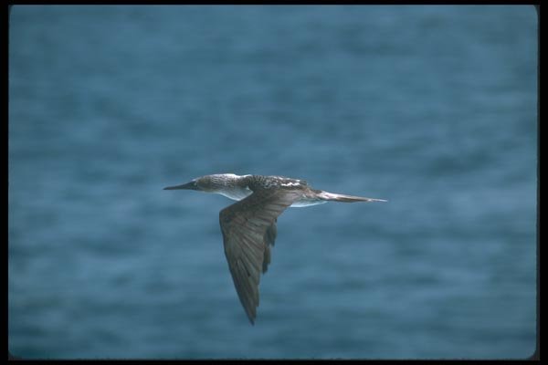 103071 Blue Footed Booby In Flight A4 Photo Print