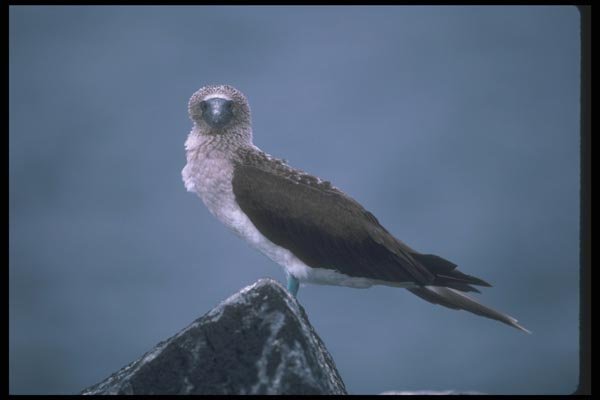 103072 Blue Footed Booby On Rock A4 Photo Print