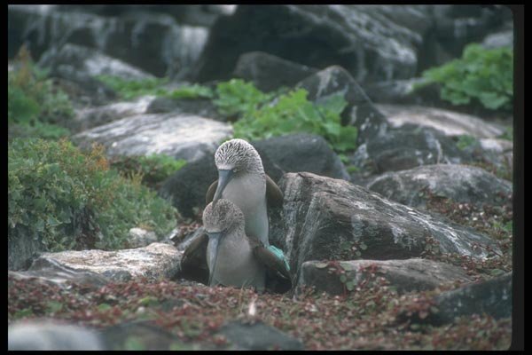 103073 Blue Footed Booby, Mating A4 Photo Print