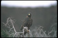 103074 Galapagos Hawk A4 Photo Print
