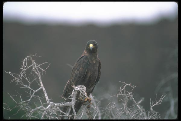 103074 Galapagos Hawk A4 Photo Print