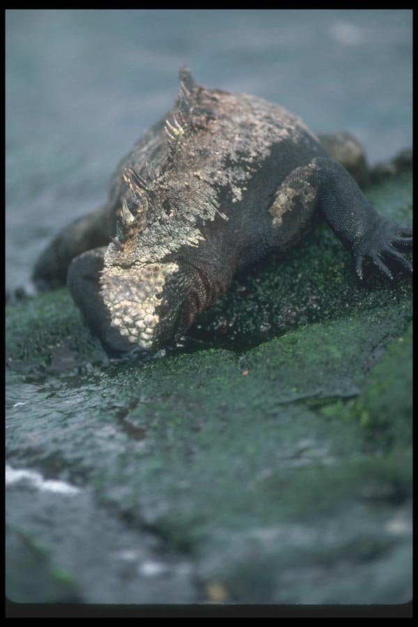 103075 Marine Iguana Grazing On Algae A4 Photo Print