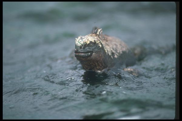 103076 Marine Iguana Swimming Out To Feed A4 Photo Print