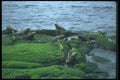 103077 Marine Iguana Colony A4 Photo Print