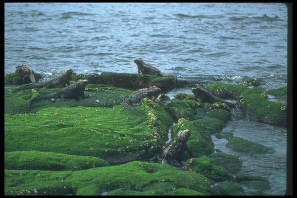 103077 Marine Iguana Colony A4 Photo Print
