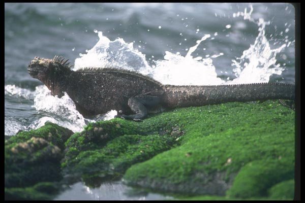 103078 Marine Iguana Swimming Out To Feed A4 Photo Print