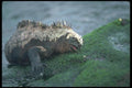 103079 Marine Iguana Grazing On Algae A4 Photo Print