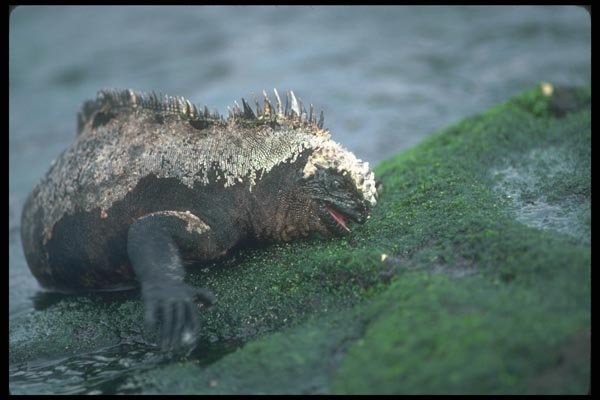103079 Marine Iguana Grazing On Algae A4 Photo Print