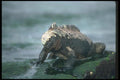 103080 Marine Iguana On Rock A4 Photo Print
