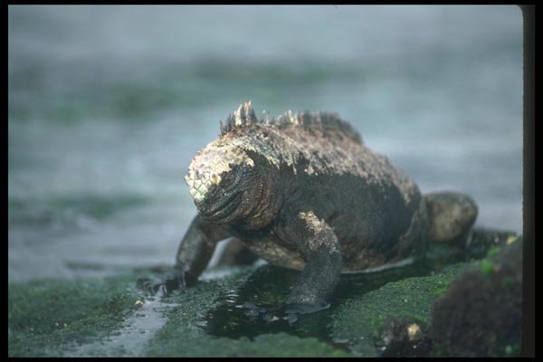 103080 Marine Iguana On Rock A4 Photo Print