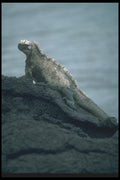 103081 Marine Iguana A4 Photo Print