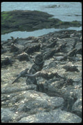 103082 Marine Iguana Colony A4 Photo Print