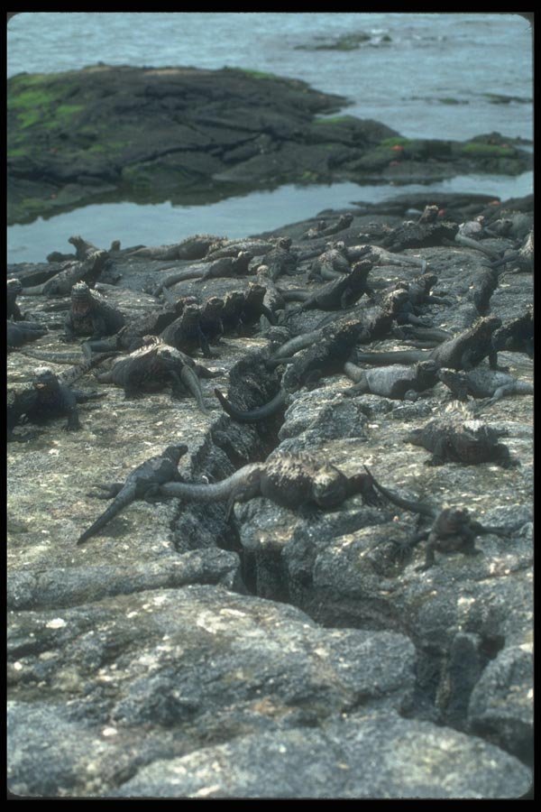 103082 Marine Iguana Colony A4 Photo Print
