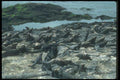 103083 Marine Iguana Colony A4 Photo Print