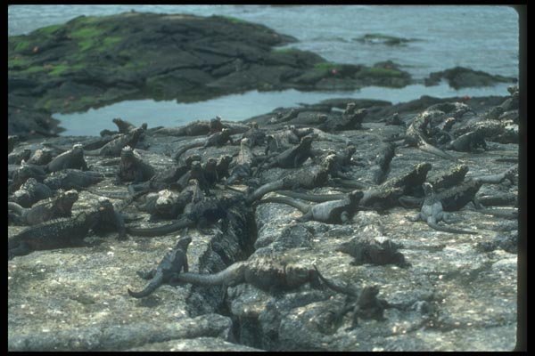 103083 Marine Iguana Colony A4 Photo Print